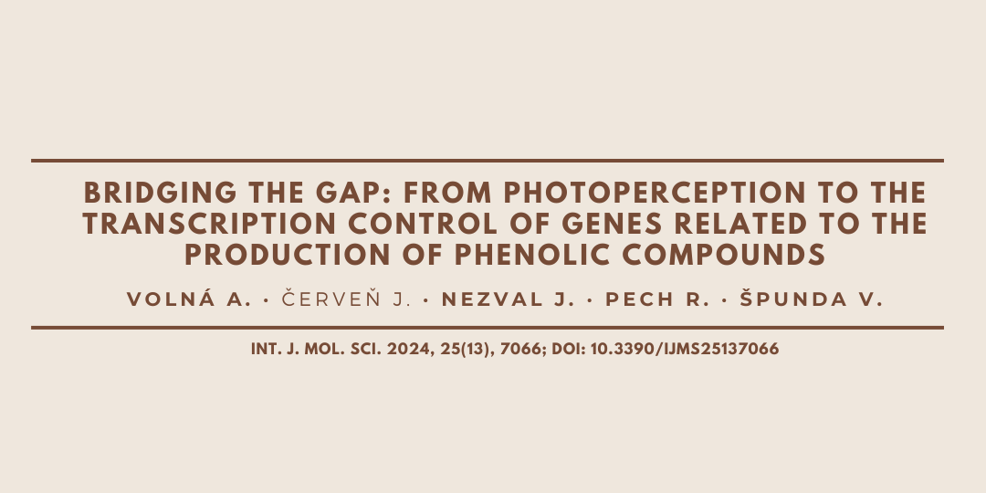 2024_Volna_web head(1)